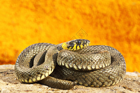 冷血变温的全长多彩青草蛇natrixnatrix有鳞爬行动物背景