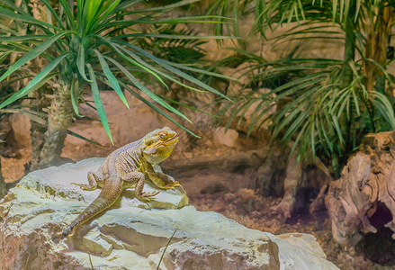 来自澳大利亚的龙蜥蜴草皮养殖中流行宠物长胡子的中部大蜥蜴坐在岩石上爬虫类阿加米德图片