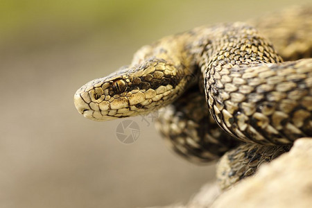 世界自然保护联盟爬虫自然栖息地草毒蛇肖像有Viperaursiniirakosiensis的宏观图象列入国际UNC红名单上濒危者图片