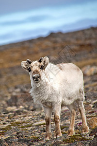 驯鹿兰吉弗塔杜斯吉普维卡萨森夫约尔登北极斯匹茨贝根瓦尔巴德挪威欧洲美丽的世界野生动物图片