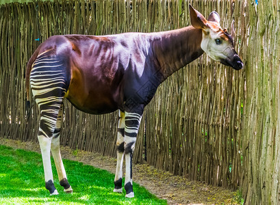 脚趾霍加皮斯动物学奥Okapi濒危动物种从刚果长颈鹿非洲图片