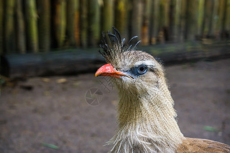 紧贴着美丽的金冠西雅马脸孔来自巴西亚马逊的热带鸟帕拉梅迪亚马克格维波峰图片