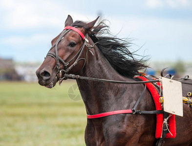 训练赛马比参冠军场的马获胜动物高清图片