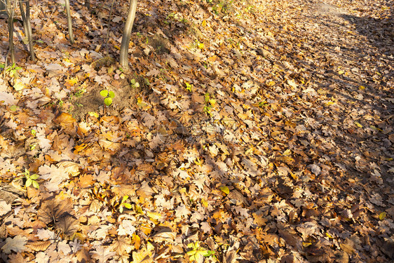 秋天公园树下的落叶图片