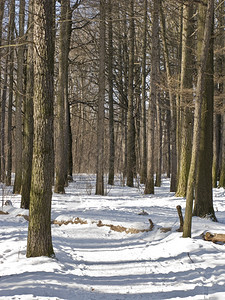 冬天晴俄罗斯公园脚足道阳光明媚的冬季日图片