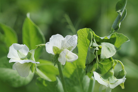 土壤白色的春天花园里有白的绿豌豆植物花园里有白的绿豌豆植物图片