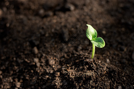 地面钾从肥沃土壤中生长的幼苗磷图片