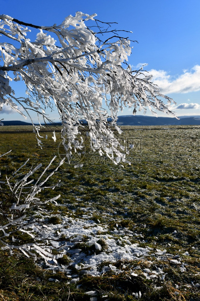 雪枝条除霜阳光中柔凉的发图片