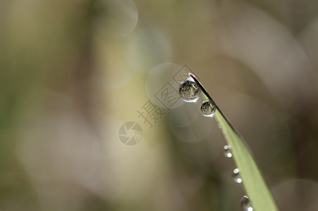 花园有露水的新鲜草地紧闭在模糊的背景上露水新鲜草地紧闭着露水的滴子植物太阳图片