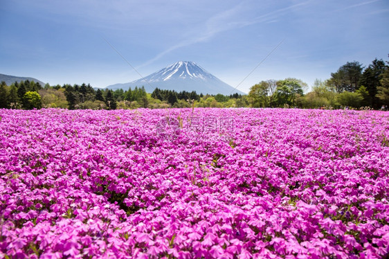 日本世仓节由佐浦粉红苔草或樱花与日本藤田雅马纳希山共同举办池塘雪秋天图片