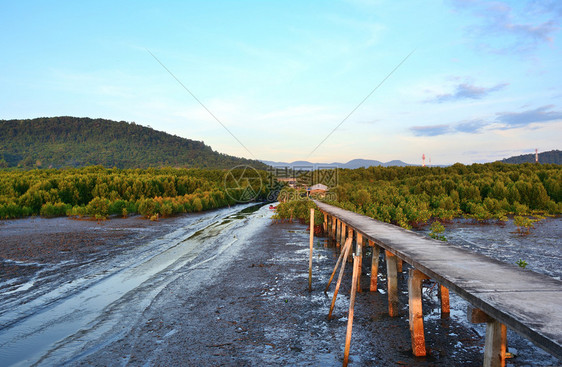 木制的国民花园红树林通路桥梁背景是山地和蓝天空的泥土桥图片