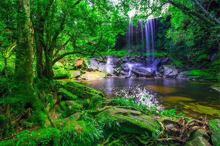 泰国PhuKradueng公园深林中美丽的热带雨林瀑布泰国民树夏天图片