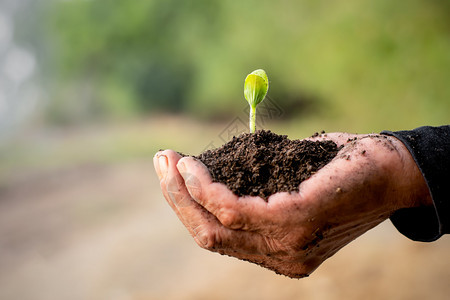 树苗从土壤中长出最佳氮干燥图片