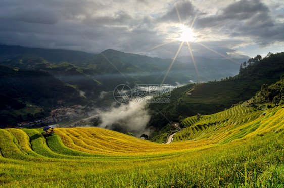 地球食物亚洲人越南延白穆仓柴梯田上的稻越南西北部的稻田在晨光穆仓柴的阳下准备收割图片
