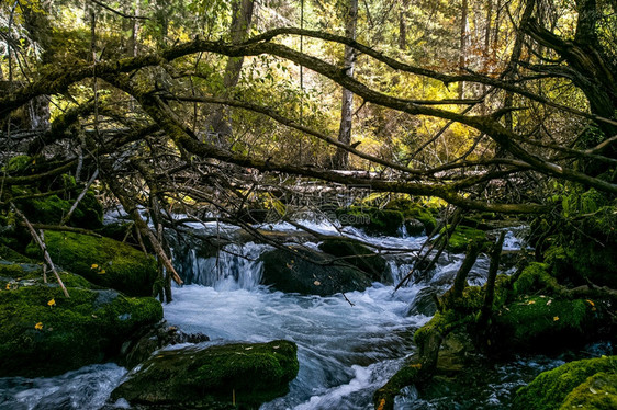 多雾路段山区河流过岩石是阿尔泰自然山区河流过岩石自然是阿尔泰山腰树图片