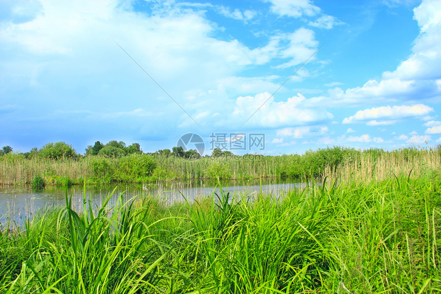 在美丽的自然风景湖中横冲直撞的灌木林在甘蔗和白云周围环绕着池塘和云层湖与甘蔗白云色的包围水池图片