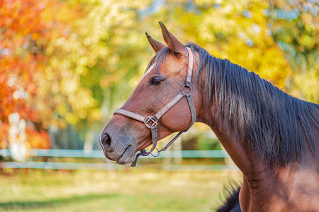 美丽的马匹在农场户外图片