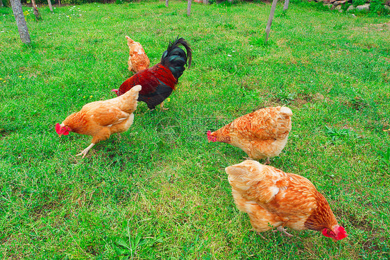 户外在传统的免费牧场家禽养鸡的草上和公在草上养和公家畜绿色图片
