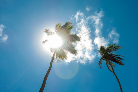 椰枣树上面有太阳棕榈超过公园图片