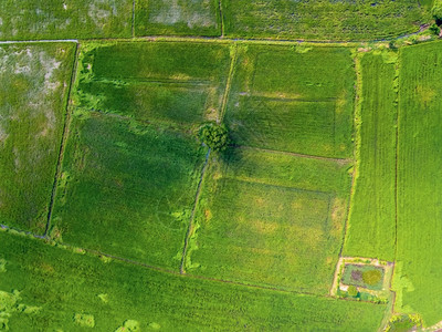梯田山Asia的绿稻田无人驾驶飞机空中照片地球图片