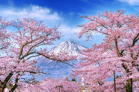 树木自然日本春天的藤山和樱花春图片