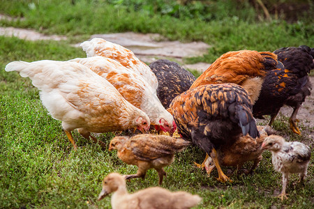 常设团体野生动物鸡群特写成年母鸡公火农场的幼在草丛中吃并啄食成年母鸡农场的幼在草丛中吃并啄食图片