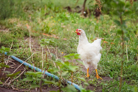 户外鸡特写成年母公火农场的幼在草丛中吃并啄食成年母鸡农场的幼在草丛中吃并啄食年轻的自由图片