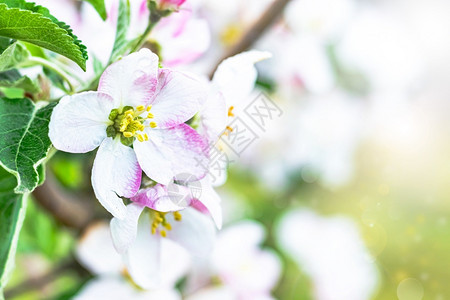 细节边界粉色的花园里开苹果树阳光下的白花特写园里开的苹果树图片