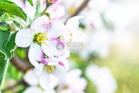细节边界粉色的花园里开苹果树阳光下的白花特写园里开的苹果树图片