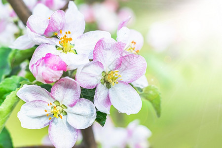 农业绿色明亮的花园里开苹果树阳光下的白花特写园里开的苹果树图片