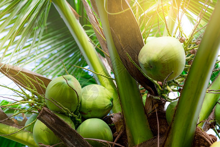 树上的椰子图片