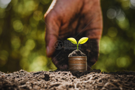 利润富有的树苗在堆积地上的硬币生长而男人的手正在倒灌土壤以种植地梦图片