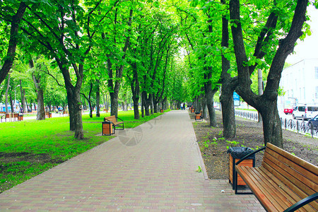 公园里的绿树长廊图片