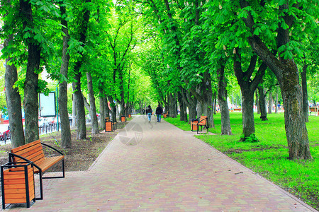 公园里的绿树长廊图片