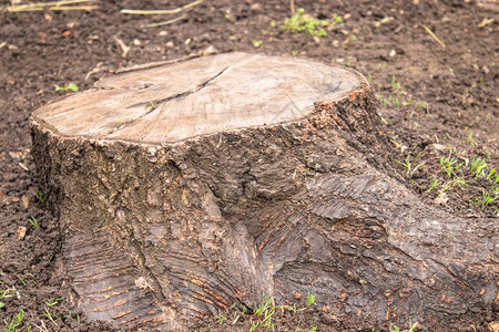树质地椅子布朗关于自然界的立方公尺布朗关于自然界的立方公尺图片