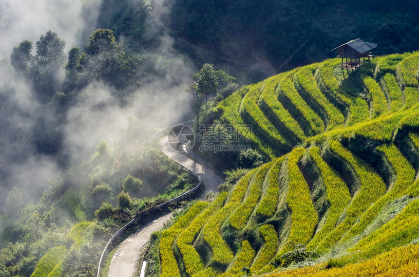 农业越南水稻田MuCangChaiYenBaiMuChai的露台田上用晨雾MuChai为越南西北地区的收获做准备白饭景观图片