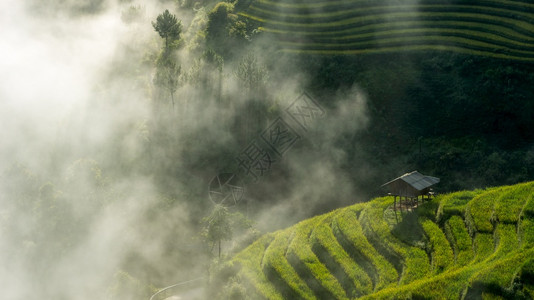 沙巴白饭越南水稻田MuCangChaiYenBaiMuChai的露台田上用晨雾MuChai为越南西北地区的收获做准备亚洲人图片