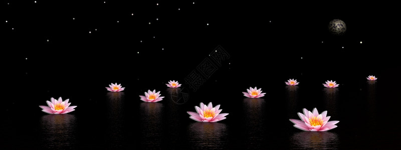 晚上在水里放几朵粉红百合花夜晚有月亮和星黑暗的莲花按摩图片