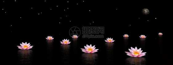 晚上在水里放几朵粉红百合花夜晚有月亮和星黑暗的莲花按摩图片