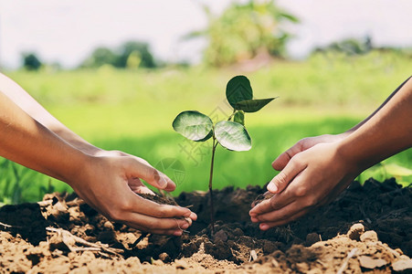土壤新鲜的为拯救地球环境而帮助种植自然树的人保护地球环境生态概念婴儿图片