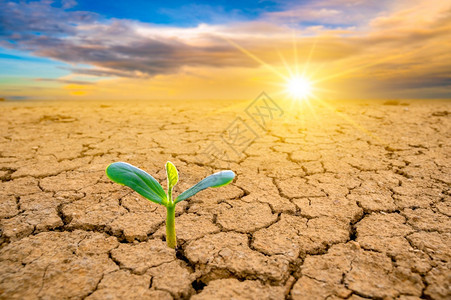 破裂夏天干地植物正在生长概念森林和自然保护也不断壮大土壤图片