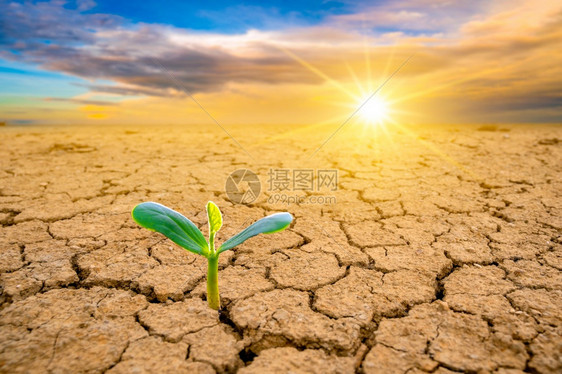 破裂夏天干地植物正在生长概念森林和自然保护也不断壮大土壤图片