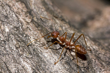 植物效率昆虫树上红蚂蚁图片