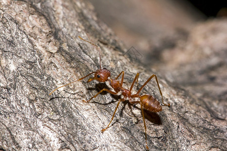 腿极端树上红蚂蚁运输图片