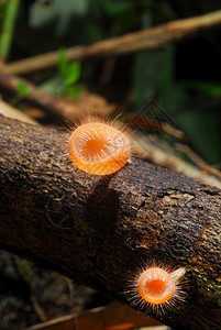 热带泰国雨林中美丽的粉红香槟蘑菇湿可口图片