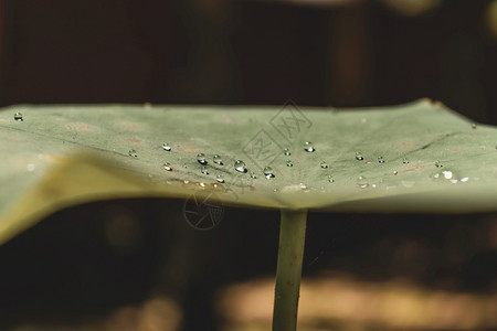 盛开雨莲花叶上的水滴子疏图片