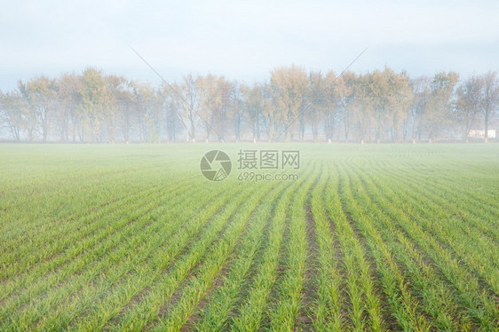 景观小麦田薄雾春天图片