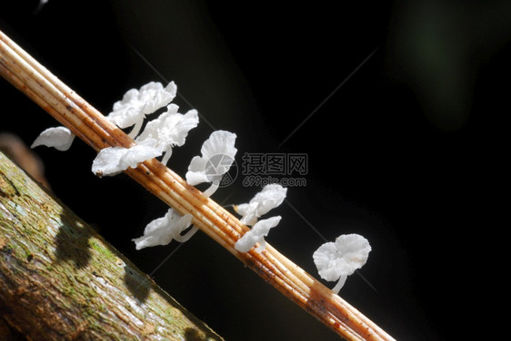 森林颜色雨中的小树苗房抽象图片