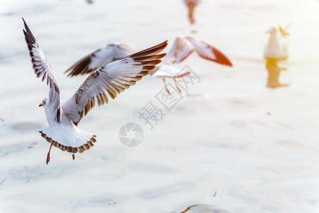 翅膀为了以美丽自然背景的动物特写海鸥鸟在日落时海面五颜六色的阳光下展翅飞翔邦普娱乐中心北榄府泰国海鸥展翅在水面上飞翔行图片