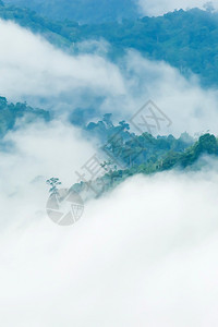 雨巷清晨雾中热带雨林的风景温和晨雾覆盖森林树冠和山谷放松度假概念以山为焦点Soft注重山区粉彩假期冬天背景